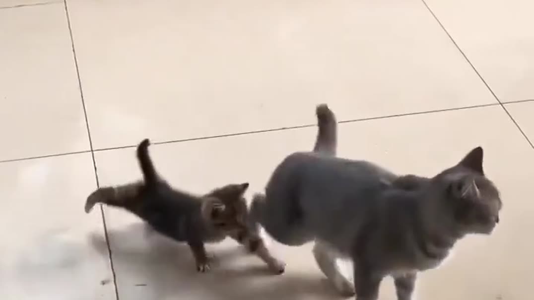 Забавное копирование походки взрослого кота маленьким котенком