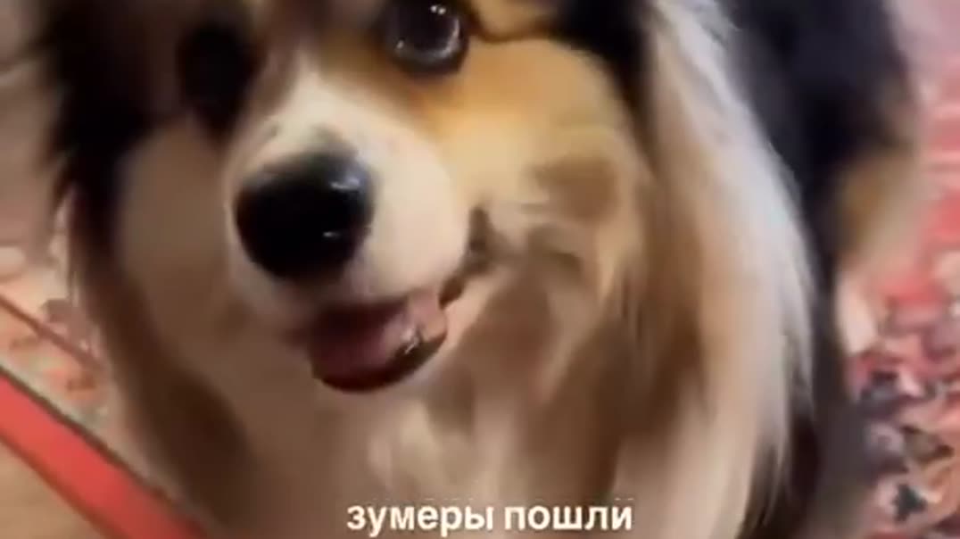 🐕 Милый пушистый корги забавно путается в цифрах и смешно улыбается на камеру! 🥰