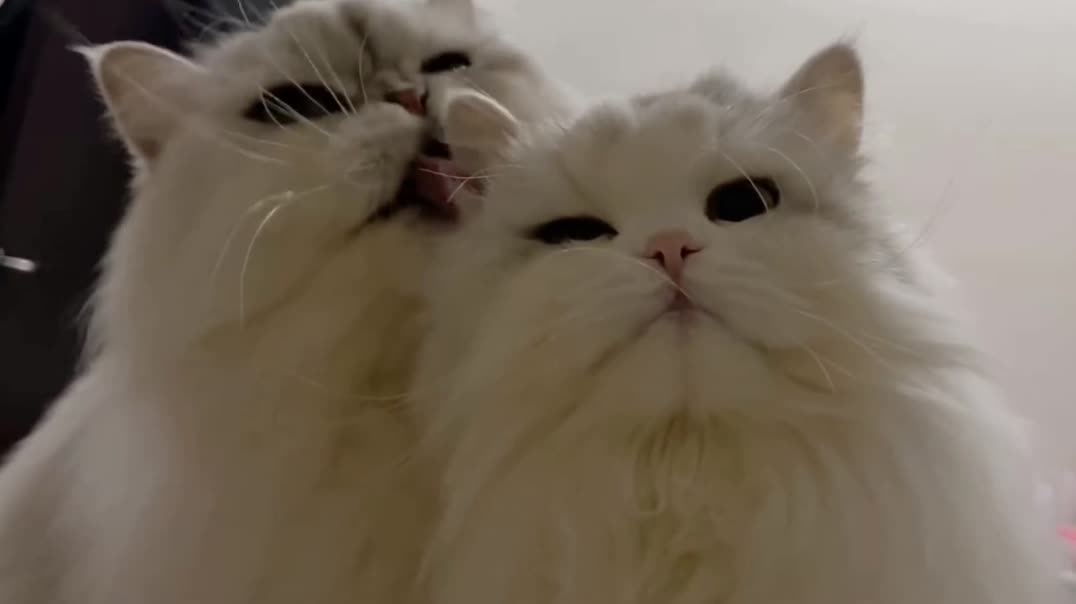 Милые пушистые котики 🐾🤍