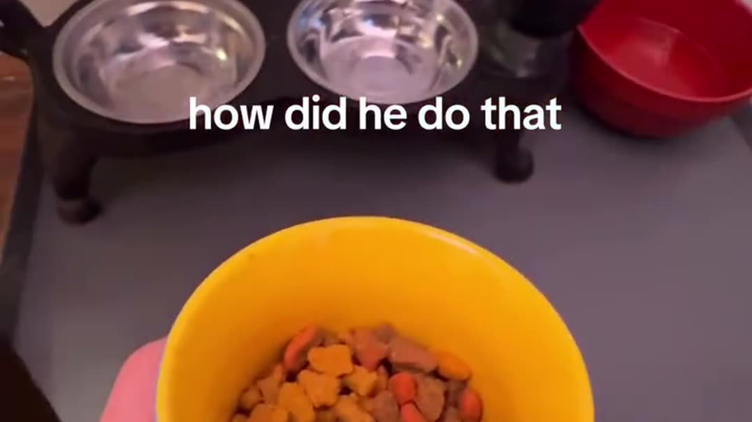 Удивленный кот и загадка с кормом 🐱🥣