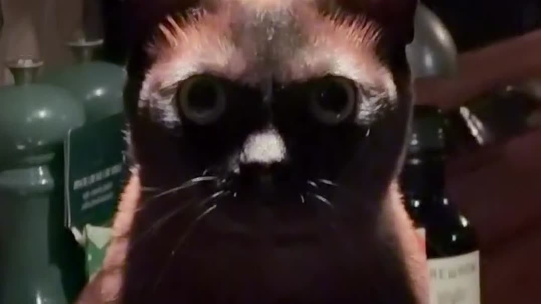 Кот решил захватить этот мир... 🐈‍⬛ O_O