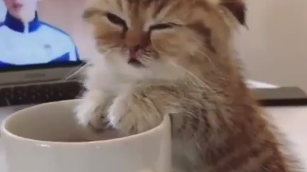 Сонный котенок в белой чашке ☕️🐱