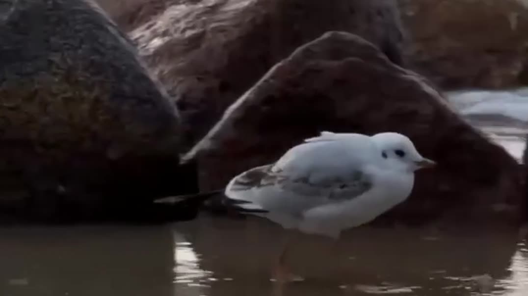 Чайка с озвучкой выражает недовольство 🐦🤬