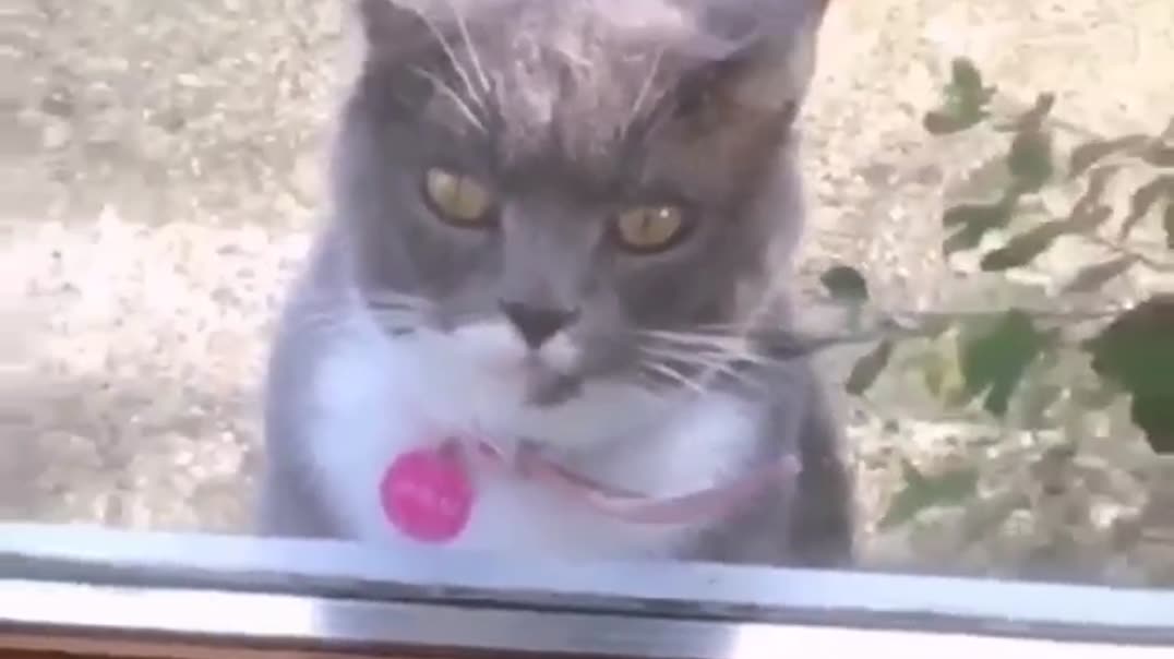 🐈 Серьезный серый кот🎶😹