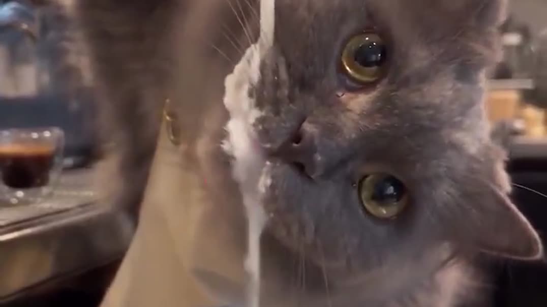 Кот-бариста готовит кофе ☕️🐱