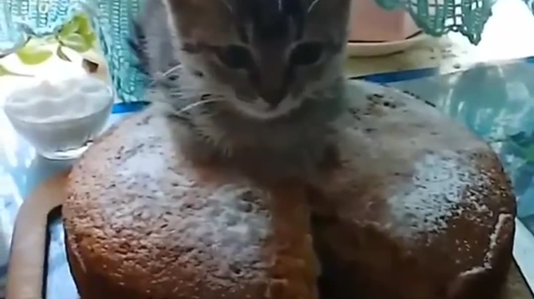 Незваный дегустатор🐈🥧