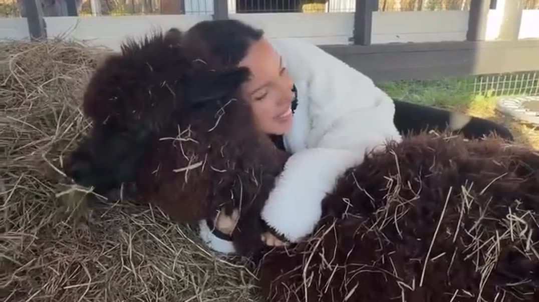Личный альпака: предел мечтаний или лучший антистресс? 😍