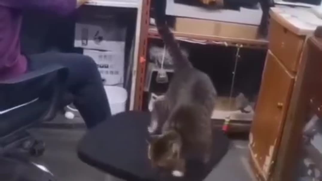 ⁣Танцующий кот