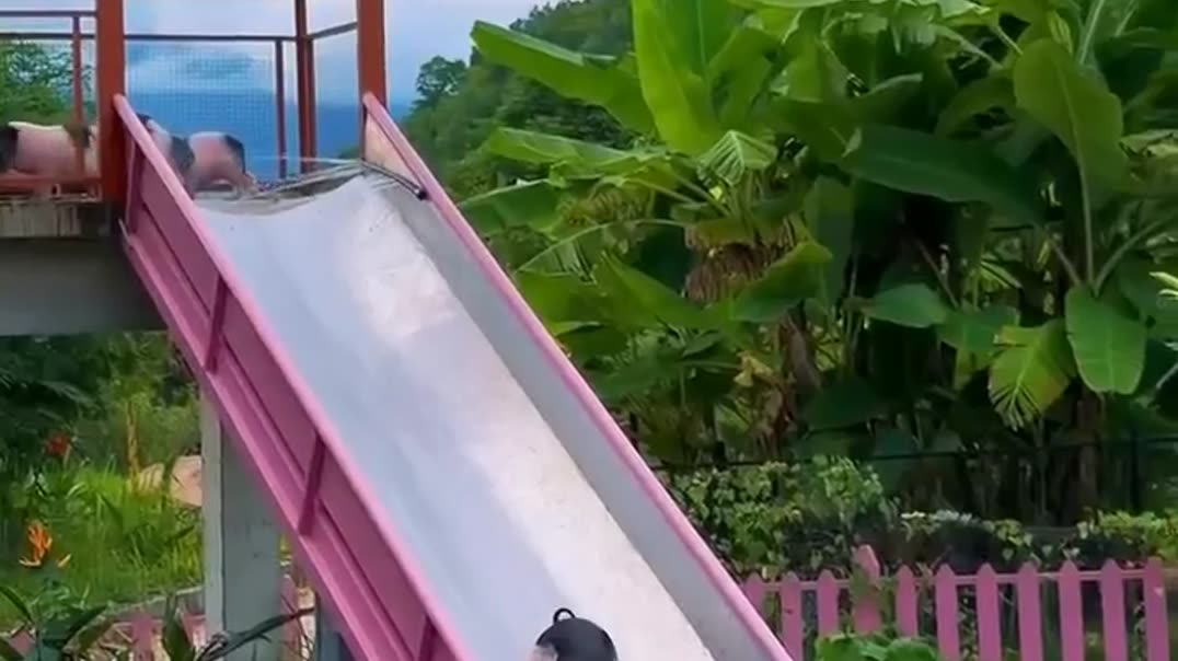 🐷Поросята катаются с горки в бассейн С💦