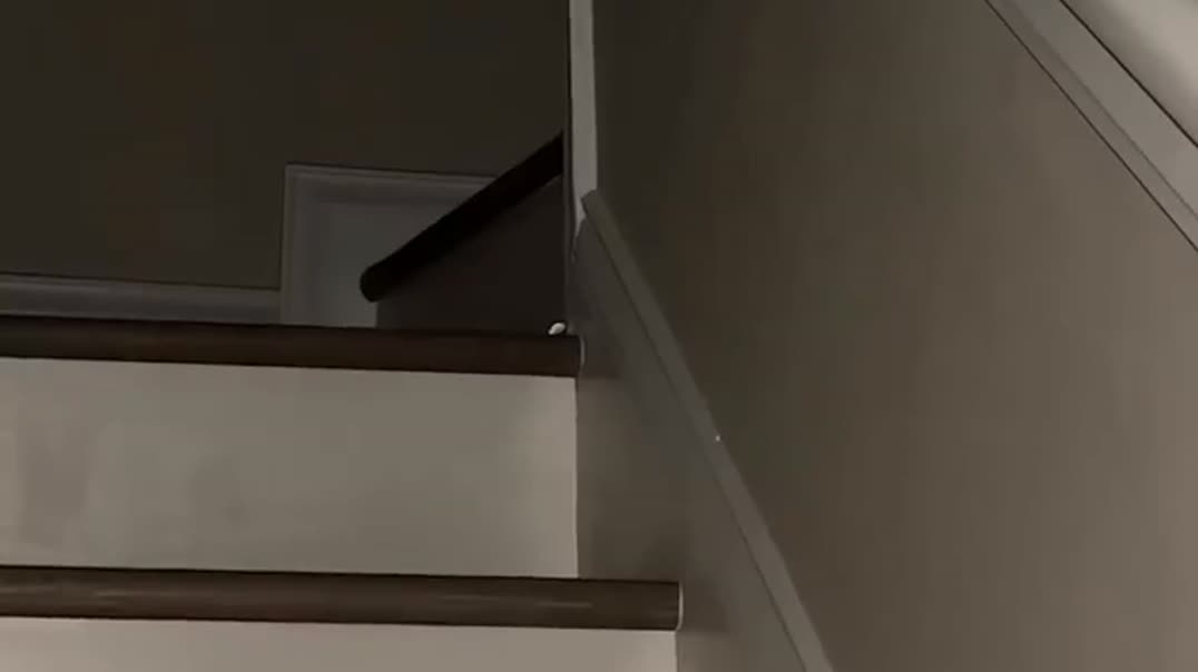 Черный кот пугает жену🐱👻