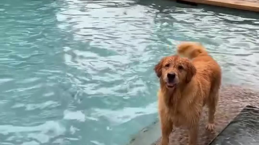 Черный лабрадор обгоняет ретривера в бассейне 🐕💦