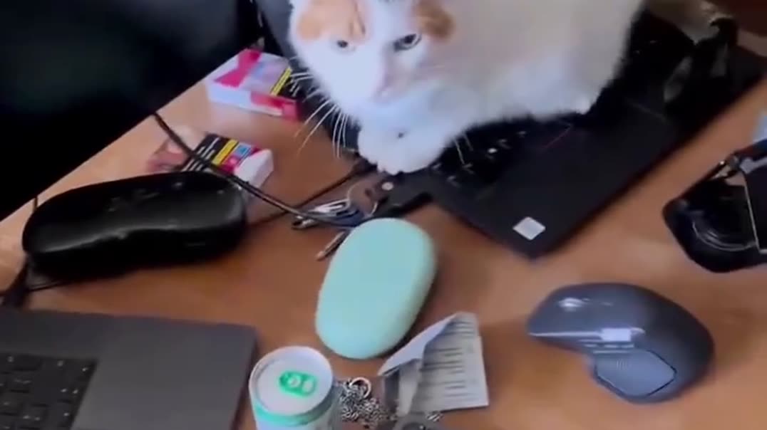 ⁣Кот оккупант