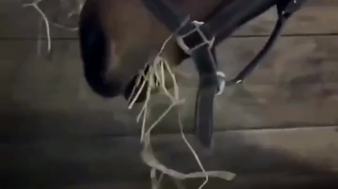 🐴 Лошадь странно отреагировала на банан 🍌😂