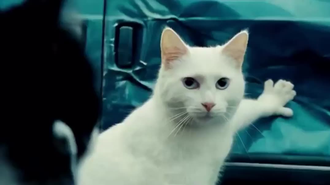 Кот-герой останавливает машину в стиле «Матрицы» 🐱🕶️