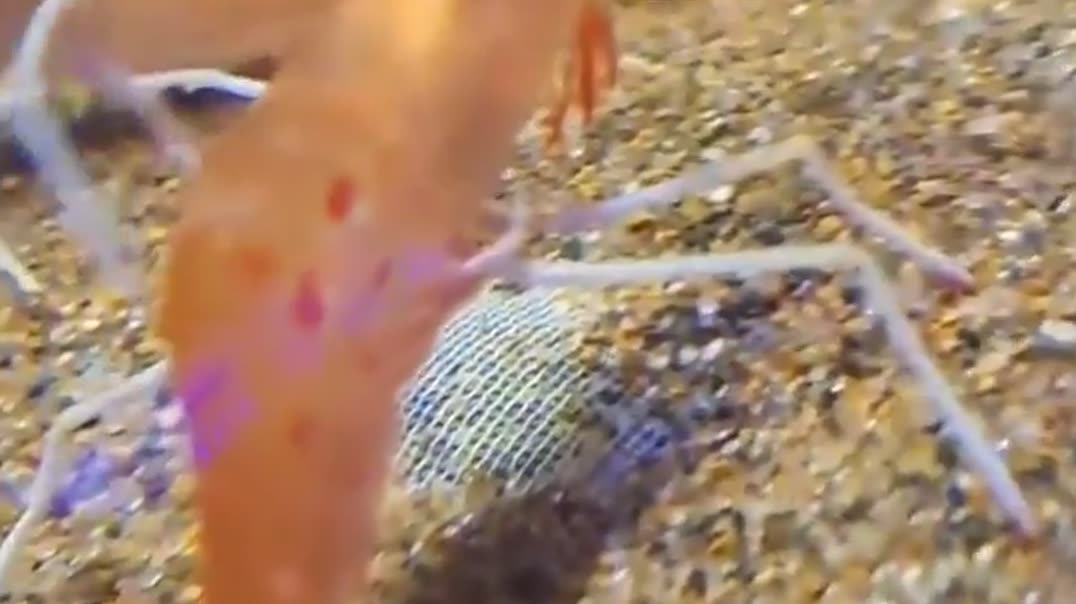 Креветка чешет зад🦐✨