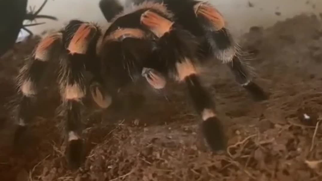 Крупный паук-птицеед в террариуме 🕷️🌿