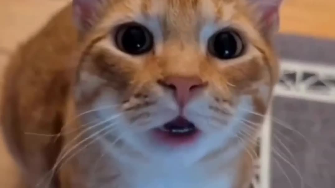 Диалог с говорящим рыжим котом 🐈💬
