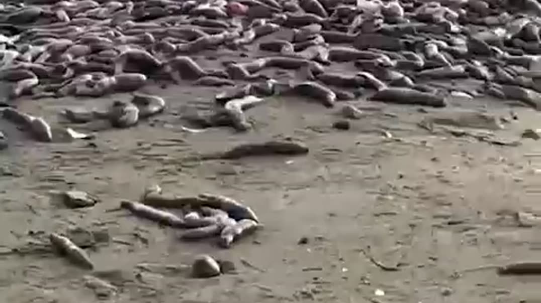 Необычная находка на берегу: тысячи морских червей 🌊