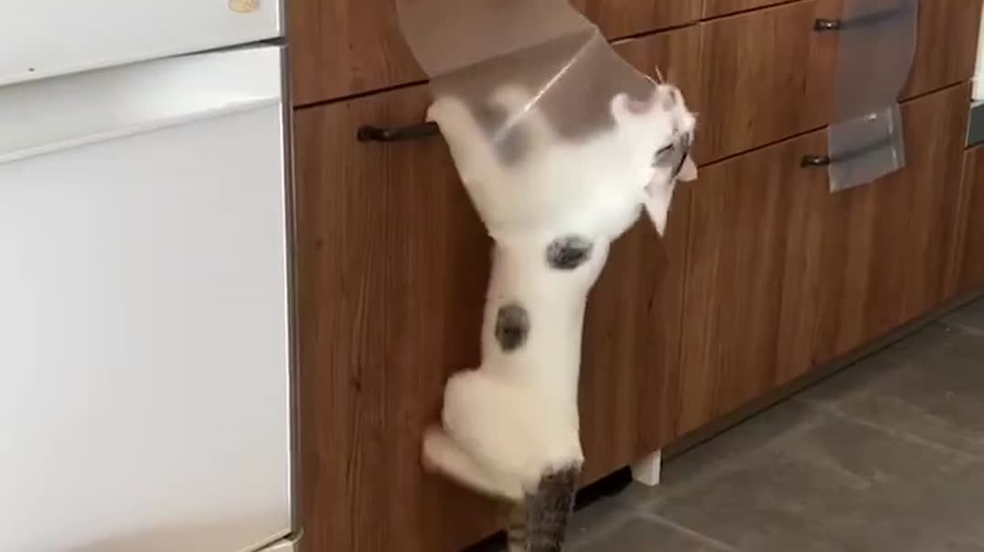 ⁣Ловкий альпинист: кот покоряет кухонный гарнитур!