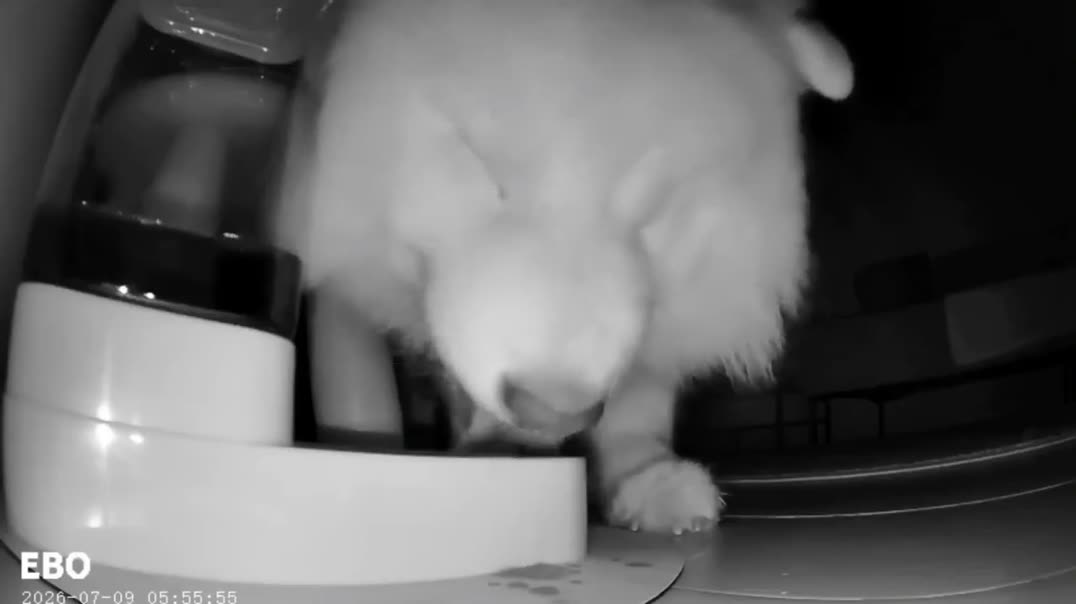 White Fluffy Dog Drinking Water from an Automatic Waterer at Night 🐶💧