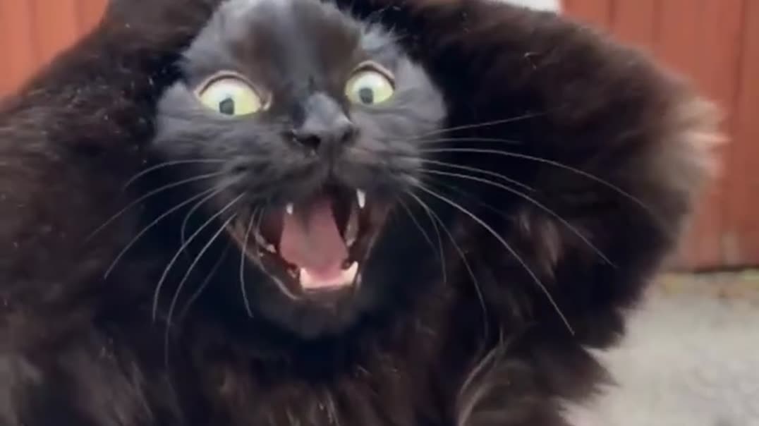 🐈‍⬛ Две забавные кошки «танцуют» и строят смешные гримасы на камеру 🎶💃