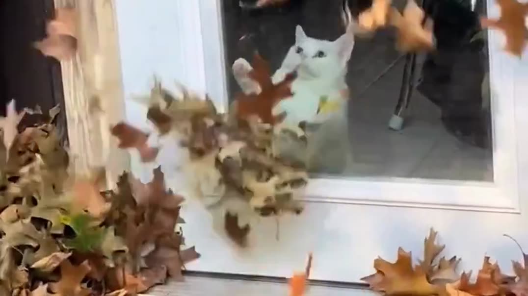 🐈 Очаровательный белый кот «танцует»