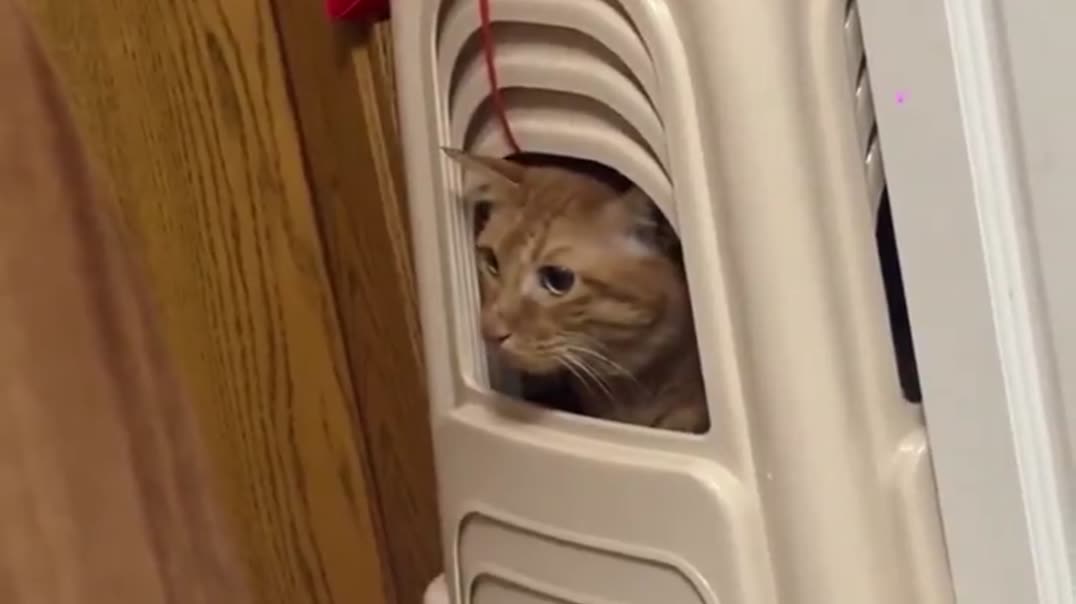 ⁣Рыжий кот застрял в пластиковых стульях 🐱😂