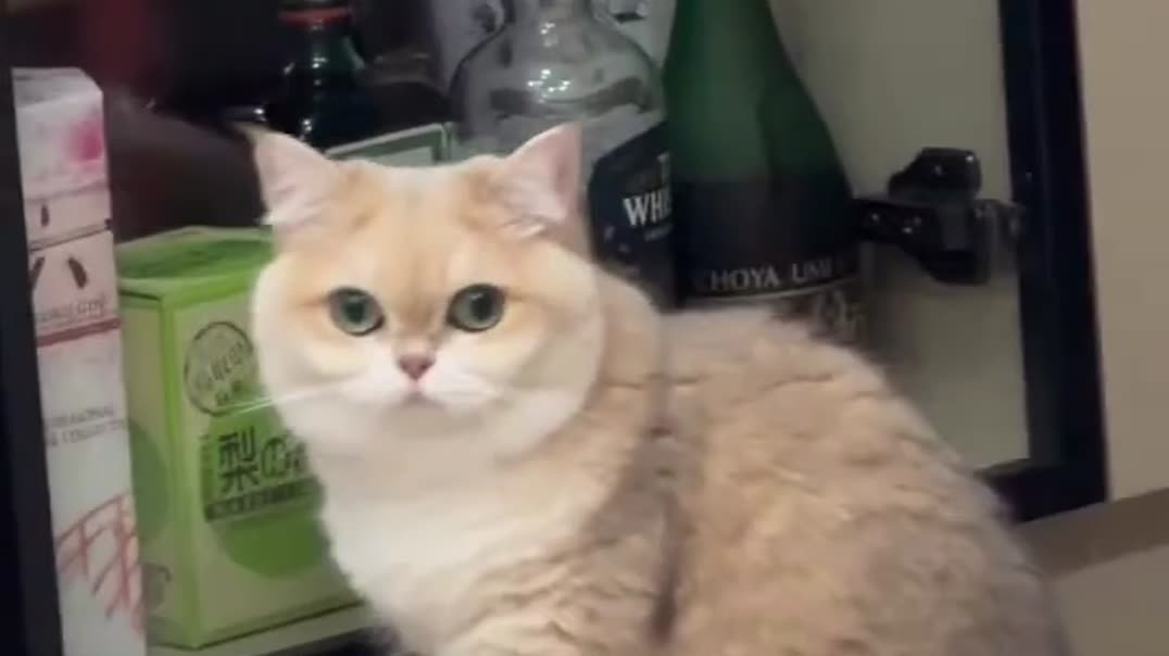 Кот, который усердно «выпрашивает»