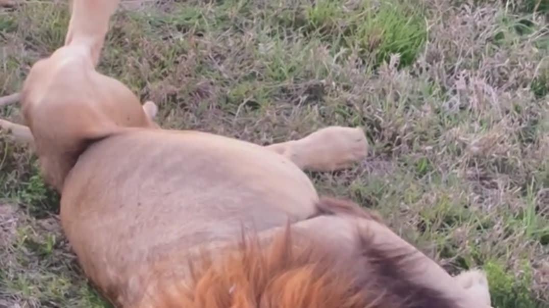 Смешной спящий лев 🦁😂