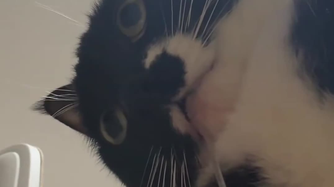 Когда случайно включил фронтальную камеру... 🐱📱