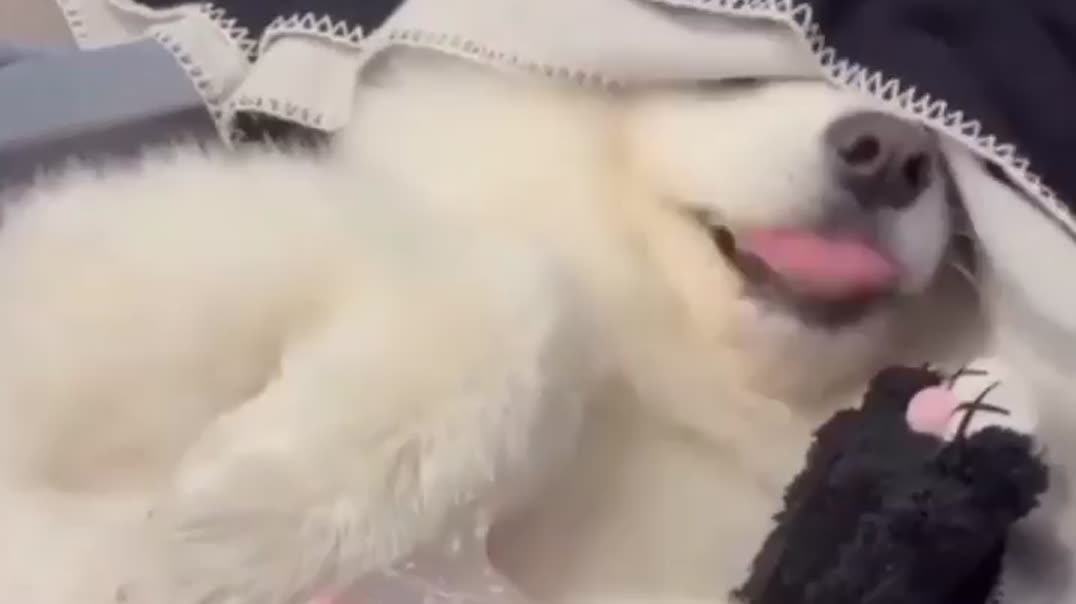 ⁣Забавная игра с милым пушистым питомцем 🐶🍗