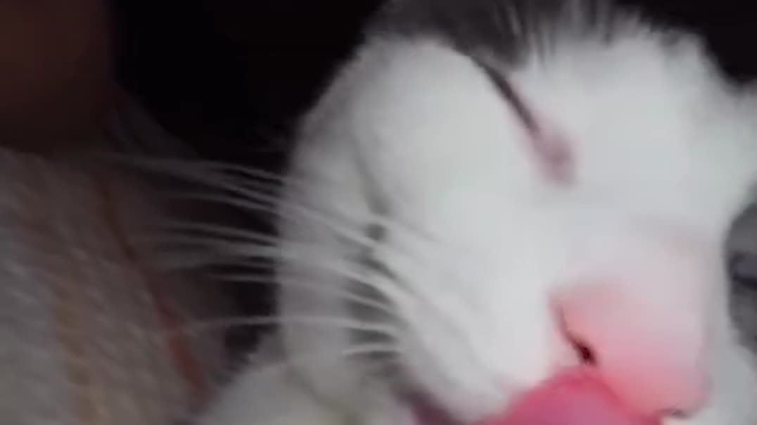 Любопытный кот 🐱📹