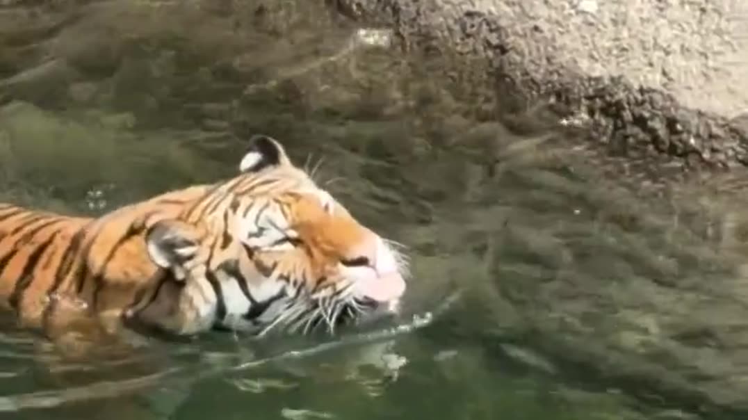 Величественный тигр спускается к воде 🐅