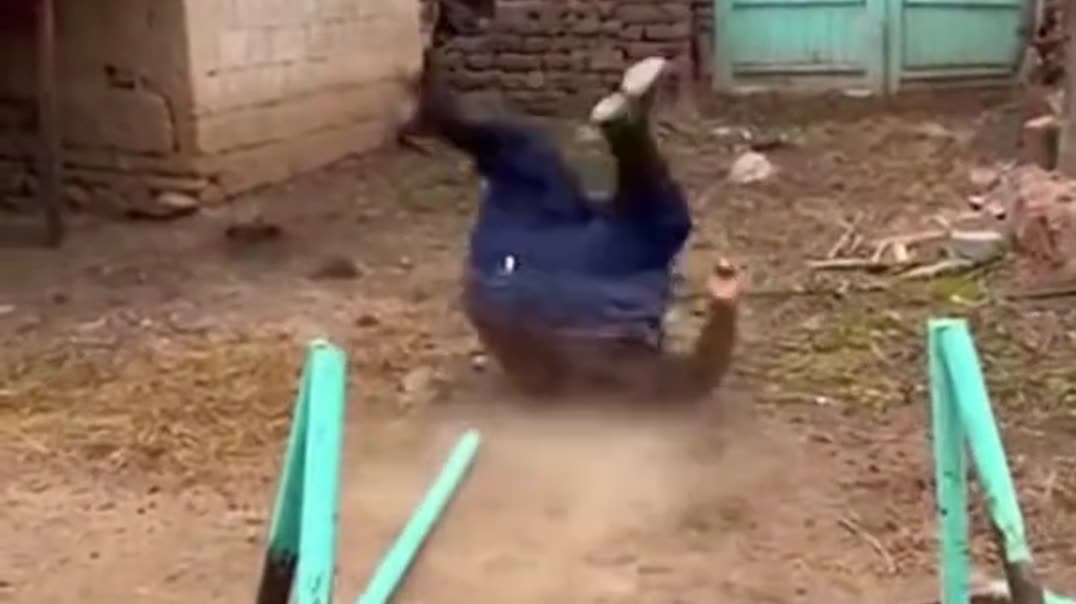 Юмор