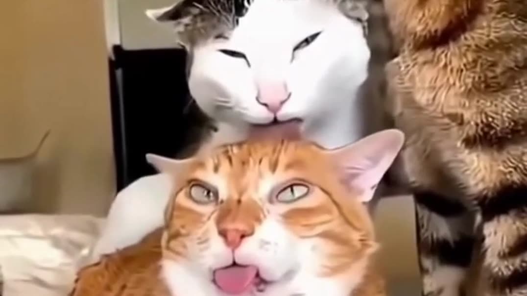 Цепочка умывающихся котов 🐱🐾