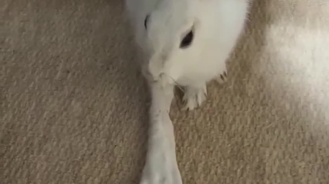 ✨ Забавный белый кролик 🐰