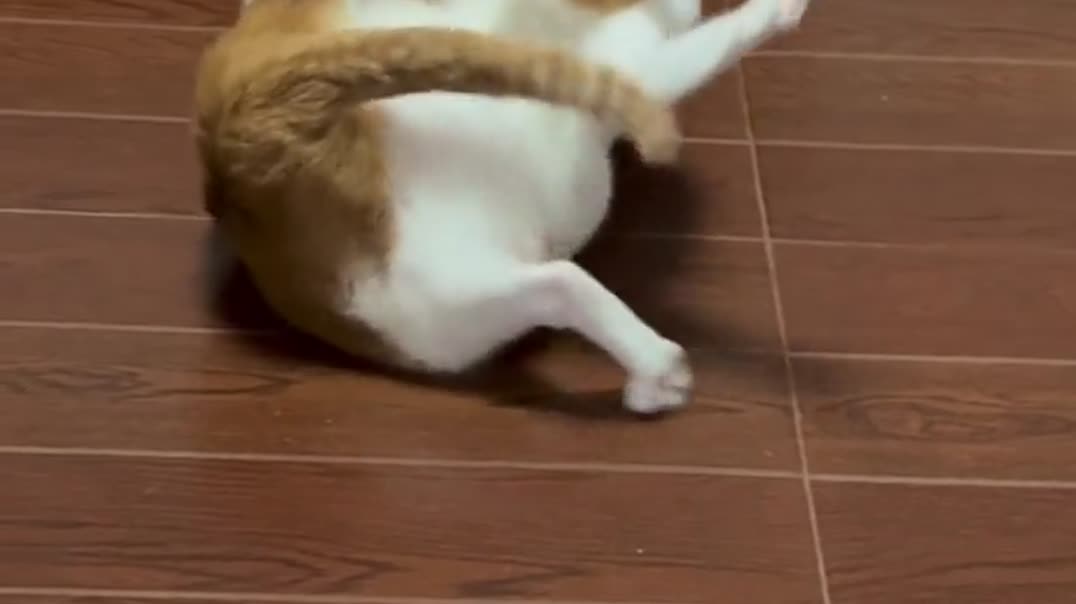 Смешной танец кота на спине 🐈😂