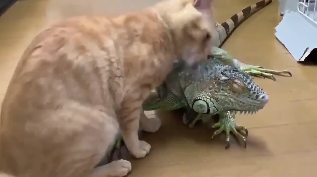 Нежный рыжик трется🐱🦎
