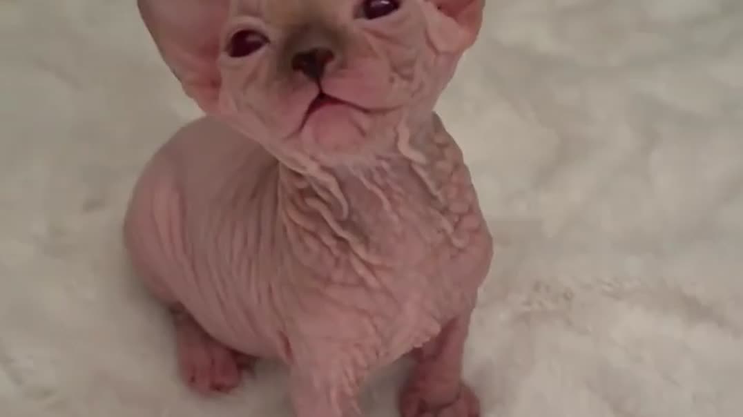 Морщинистые котята породы сфинкс 🐈🐾