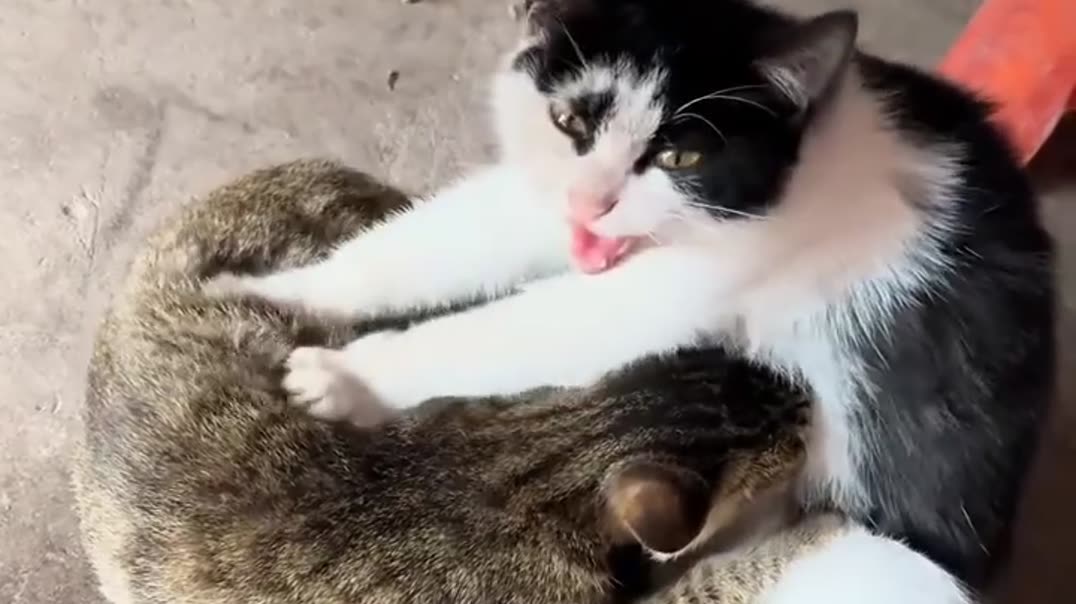 Залипательный кошачий массаж