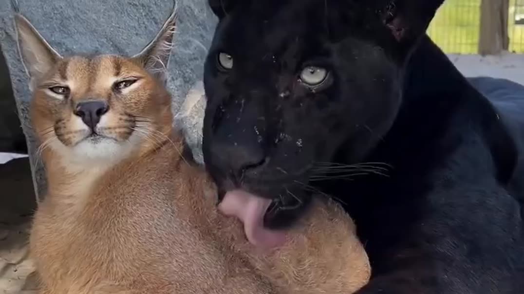 Невероятная нежность🖤🐾