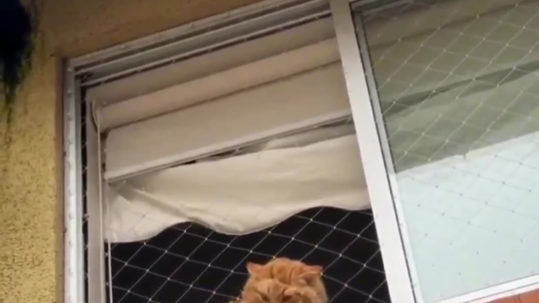Сквозь защитную сетку на окне 🐈