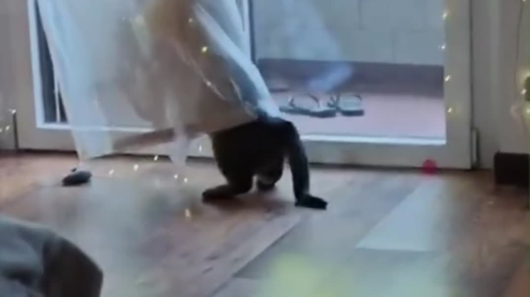 Животное