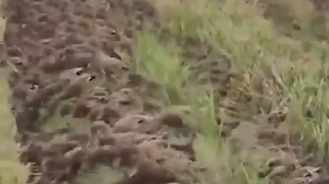 Огромное стадо уток🦆🌾