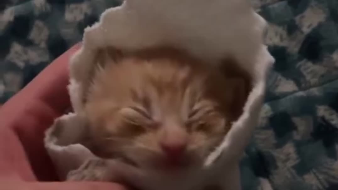 ⁣Самый сладкий «кото-буррито»: устоять перед этой милотой просто невозможно! 🌯🐱