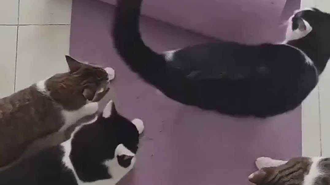Коты «помогают» раскатывать коврик для йоги 🐱🧘‍♀️
