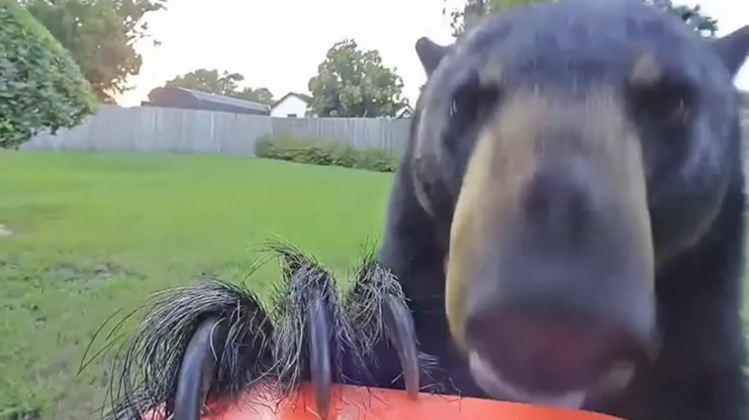 Наглый мишка 🐻🥜