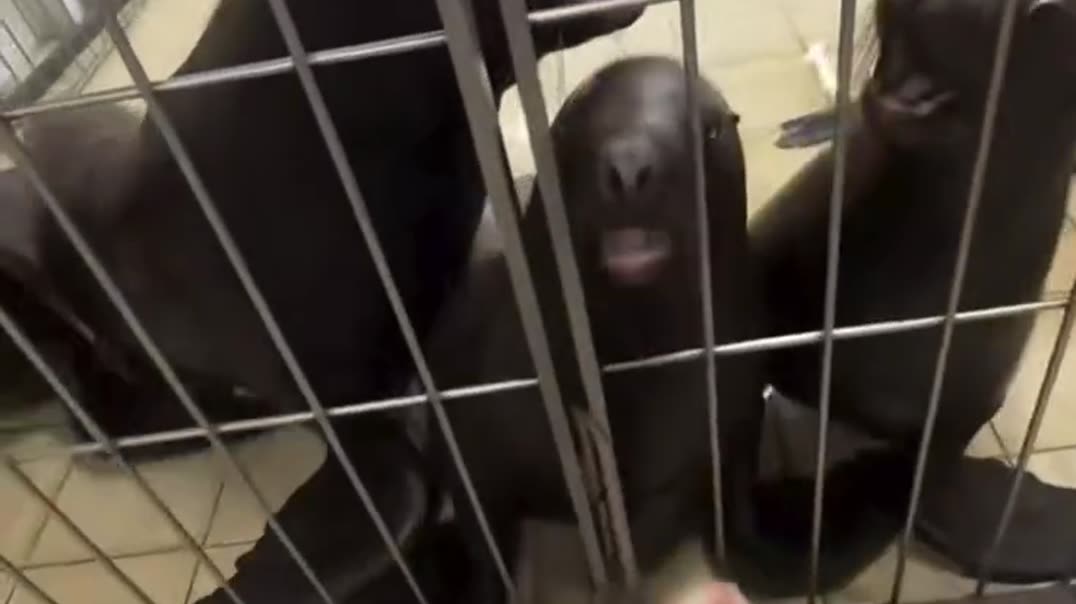 🎪Малыш кормит морских львов🐾